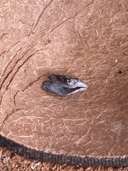 Isognomon