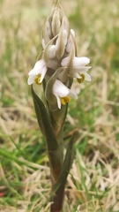 Zeuxine strateumatica