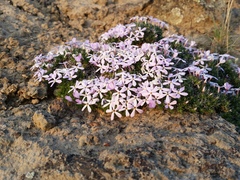 Phlox douglasii