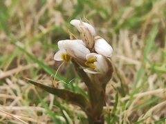 Zeuxine strateumatica