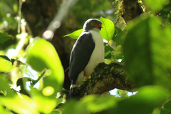 Leucopternis semiplumbeus