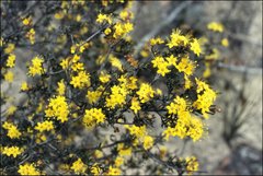 Phebalium stenophyllum