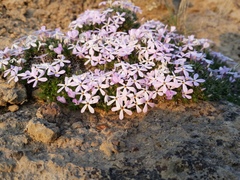 Phlox douglasii