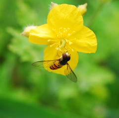 Episyrphus balteatus