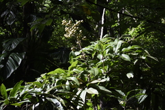 Angiospermae