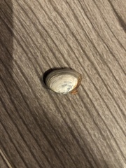 Cryptomya californica