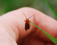 Cantharis soeulensis