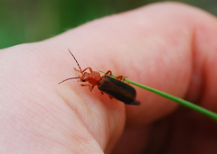 Cantharis soeulensis