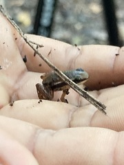 Silverstoneia flotator