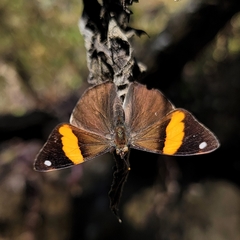 Diaethria pandama