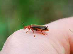 Cantharis soeulensis