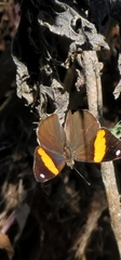 Diaethria pandama