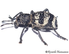 Aegorhinus superciliosus