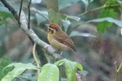 Platyrinchus coronatus