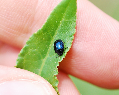 Willow Leaf Beetle, photo 3 of 7