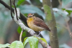 Platyrinchus coronatus