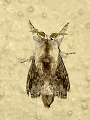 Euglyphis lignosa