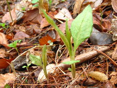 Koenigia alpina