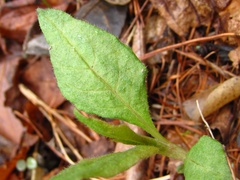 Koenigia alpina