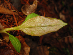 Koenigia alpina