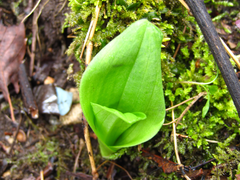 Liparis kumokiri