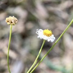 Brachyscome paludicola