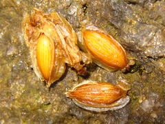 Angelica dahurica