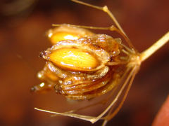 Angelica dahurica