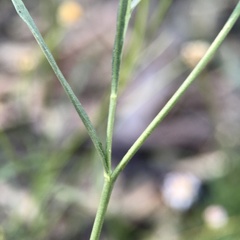 Brachyscome paludicola