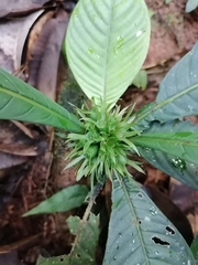 Amphidasya longicalycina
