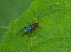Pimpla marginella