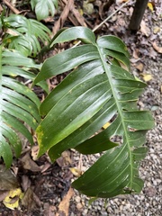 Rhaphidophora decursiva