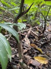 Rhaphidophora decursiva