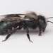 Eastern Blue Orchard Bee - Photo (c) Scott King, some rights reserved (CC BY-NC)
