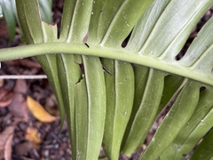 Rhaphidophora decursiva