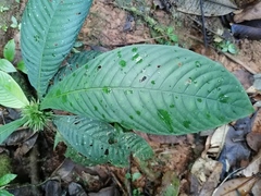 Amphidasya longicalycina