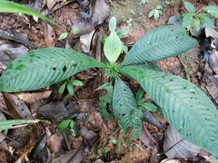 Amphidasya longicalycina