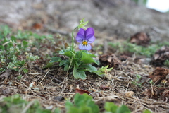 Viola × williamsii