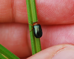 Smaragdina semiaurantiaca
