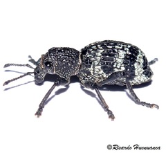 Aegorhinus superciliosus