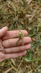 Eryngium coronatum