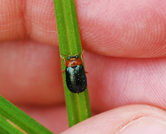 Smaragdina semiaurantiaca