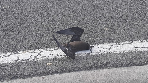 Grey-faced Petrel (Pterodroma gouldi), photo 8