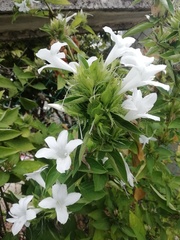 Magnoliopsida