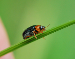 Smaragdina semiaurantiaca