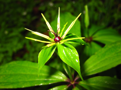 Paris verticillata