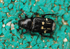 Clinterocera scabrosa