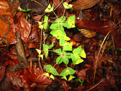 Euphorbia sieboldiana
