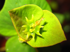 Euphorbia sieboldiana