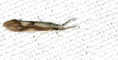 Triaenodes tardus